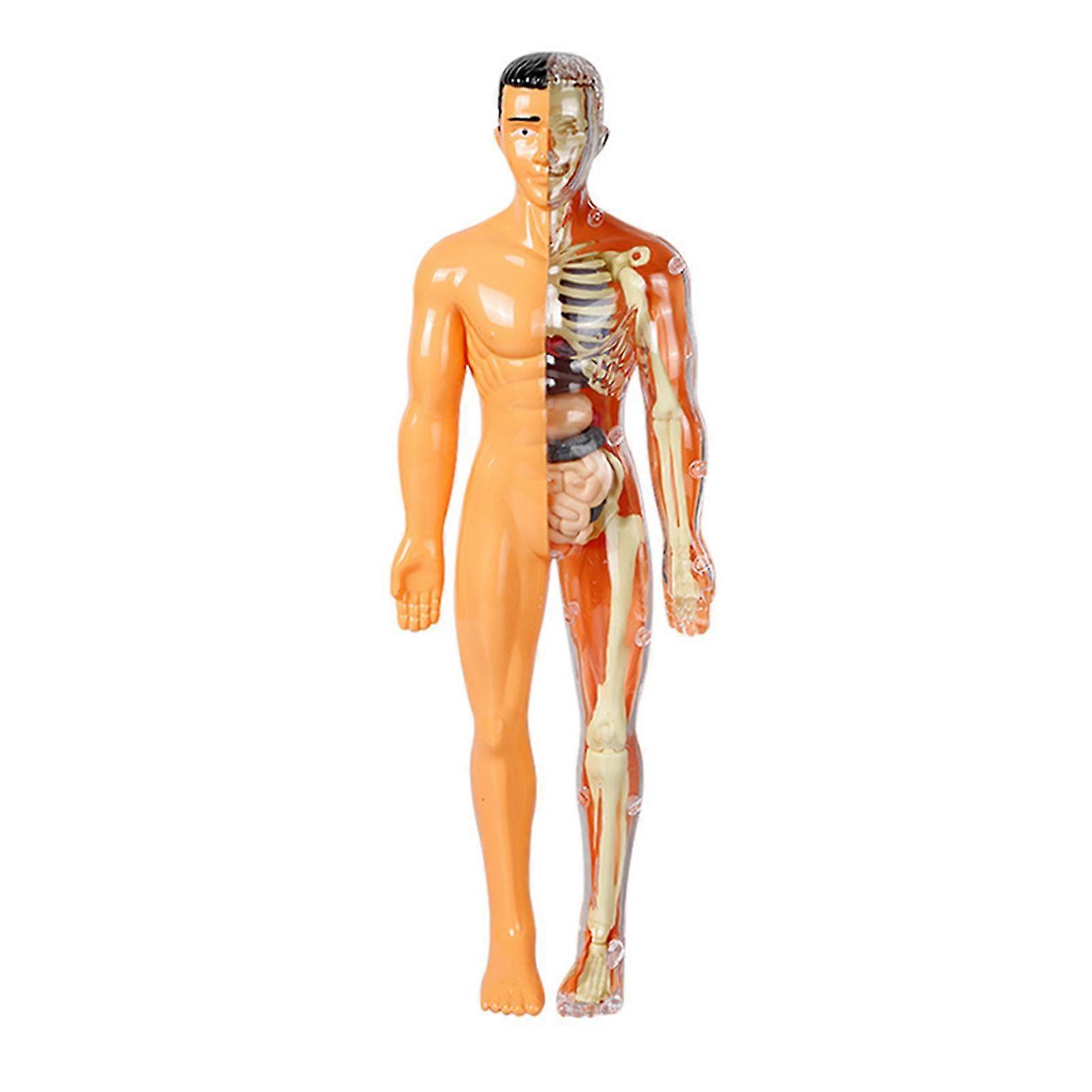 Education Human Body Model Removable Emulational Mannequin For Indoors