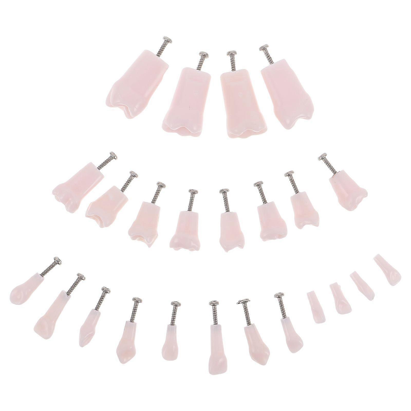 24pcs Artificial Teeth for Dental Teaching & Training - Typodont Teeth Model - Dental Replacement Tooth - Removable Tooth Model for Teaching and Pract