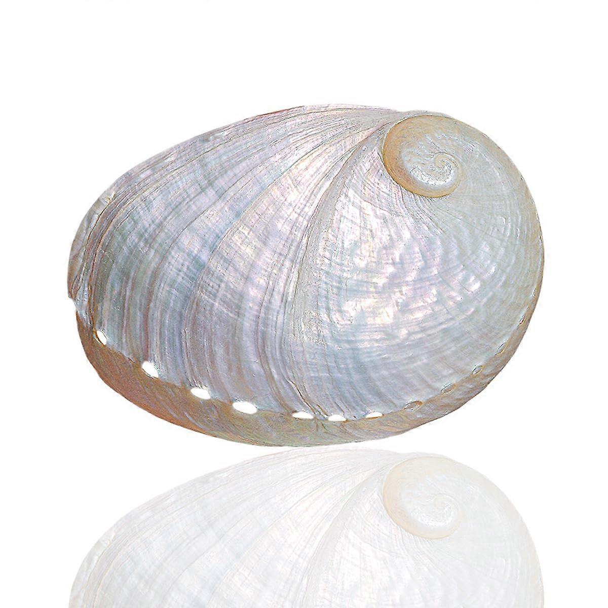 Large Natural Conch Seashell 89cm Authentic Texture for Home Decor, Crafts and Aquarium