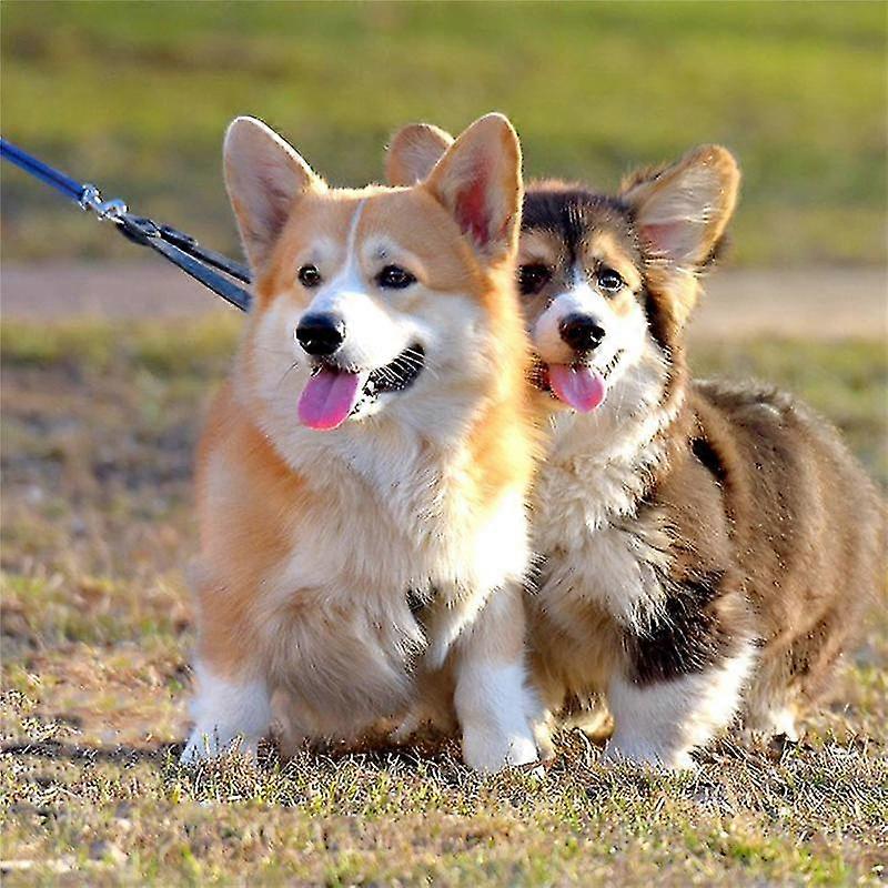 50ft/15m Dog Pet Obedience Leash