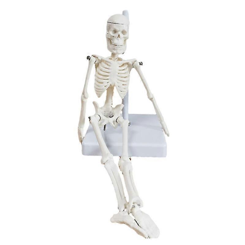 Body Skeleton Model Durable Flexible Joints Mini Human Skeleton Bone Model Great Teaching Tool for S
