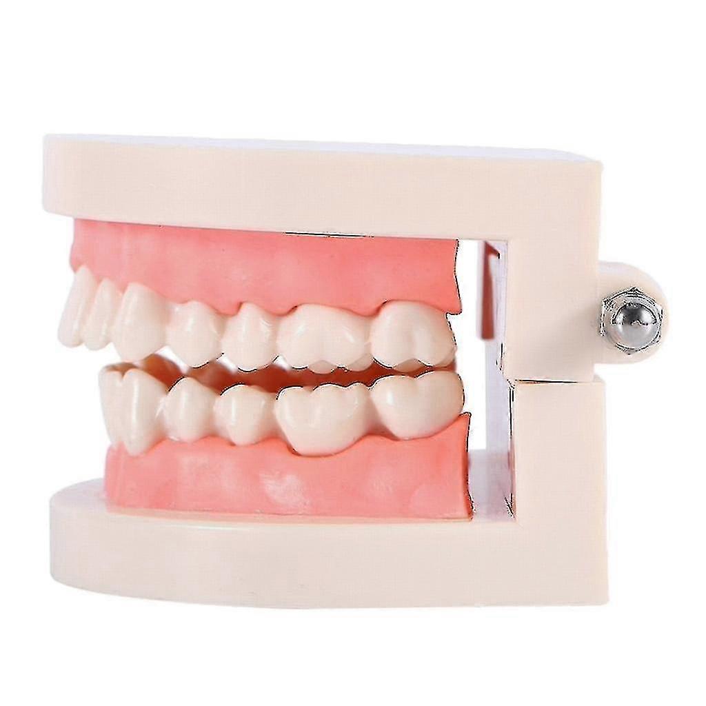 Teeth Teaching Model Standard Teeth Model Adult Teeth Model