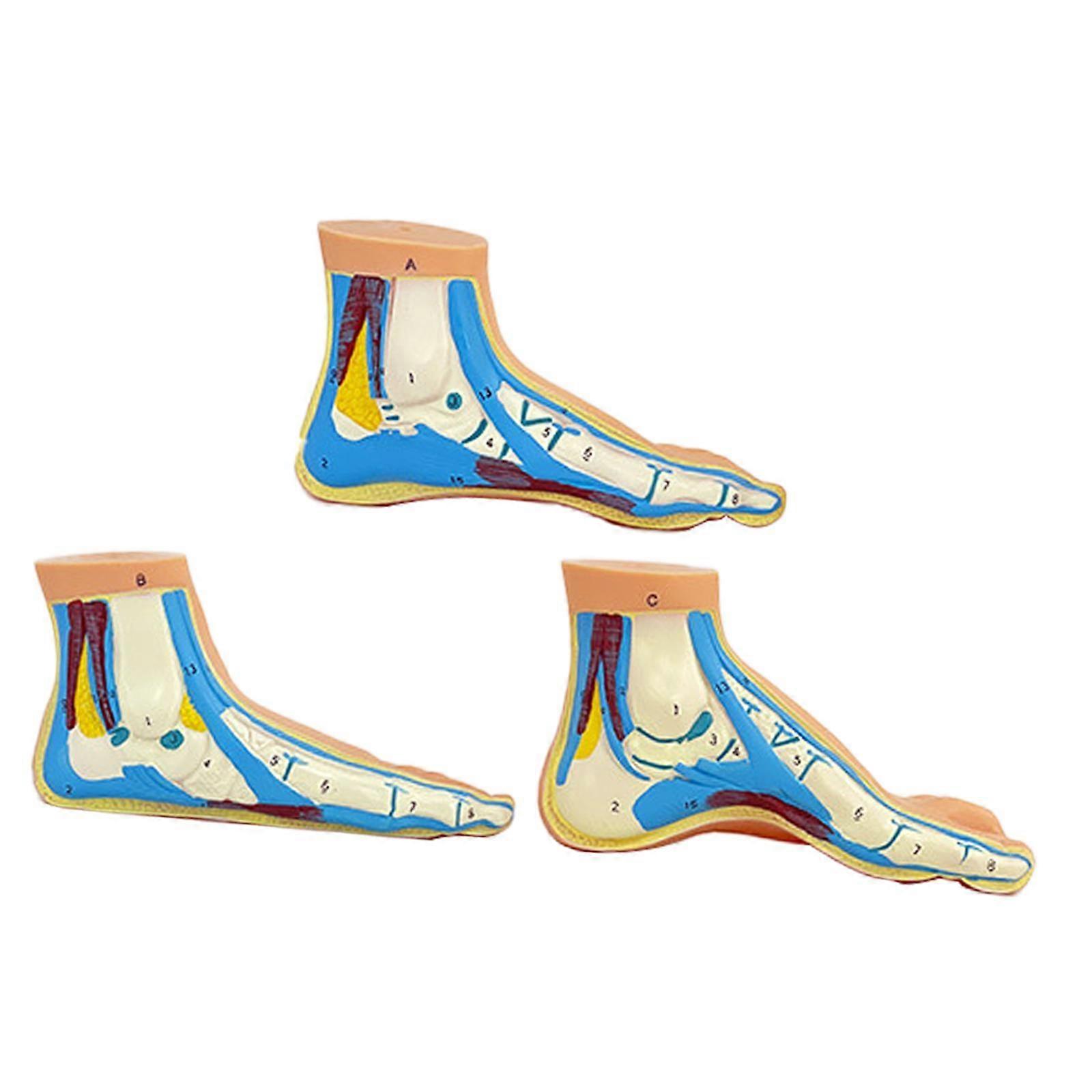 3Pcs Human Foot Model Teaching Tool Display Explain Practical Teaching Model