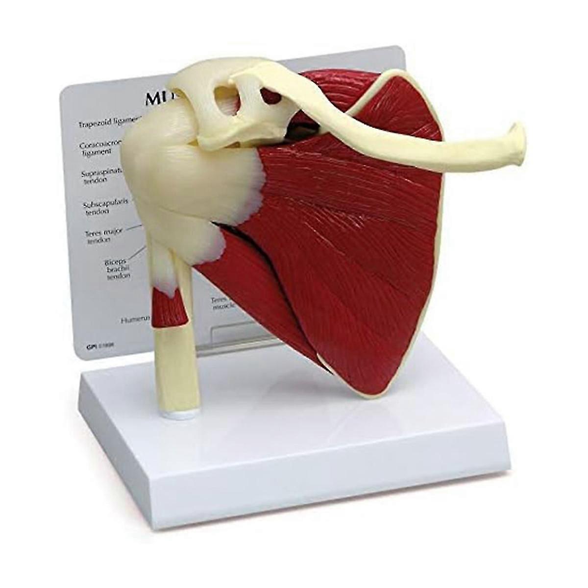 Muscle Shoulder Model,Human Anatomy Right Shoulder Joint Muscle Model