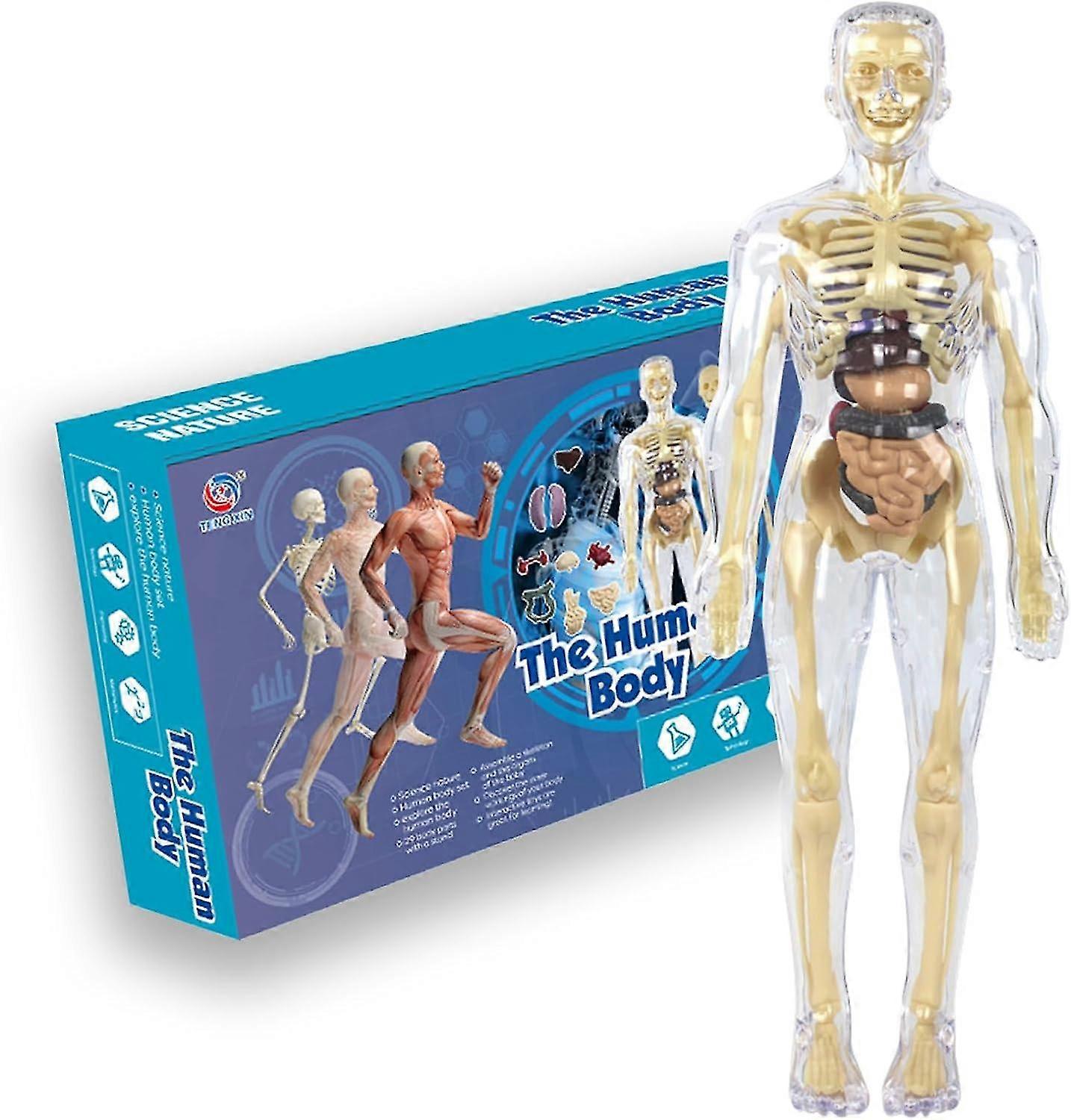 3D Human Body Torso Model for Kid Anatomy Model Skeleton, Scientific Anatomical Human Skelton Model with Removable Parts Children Early Learning Toy