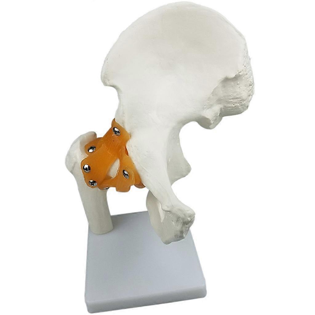 Life Size Hip Joint Model Human Anatomy Model Kids Learning Tools