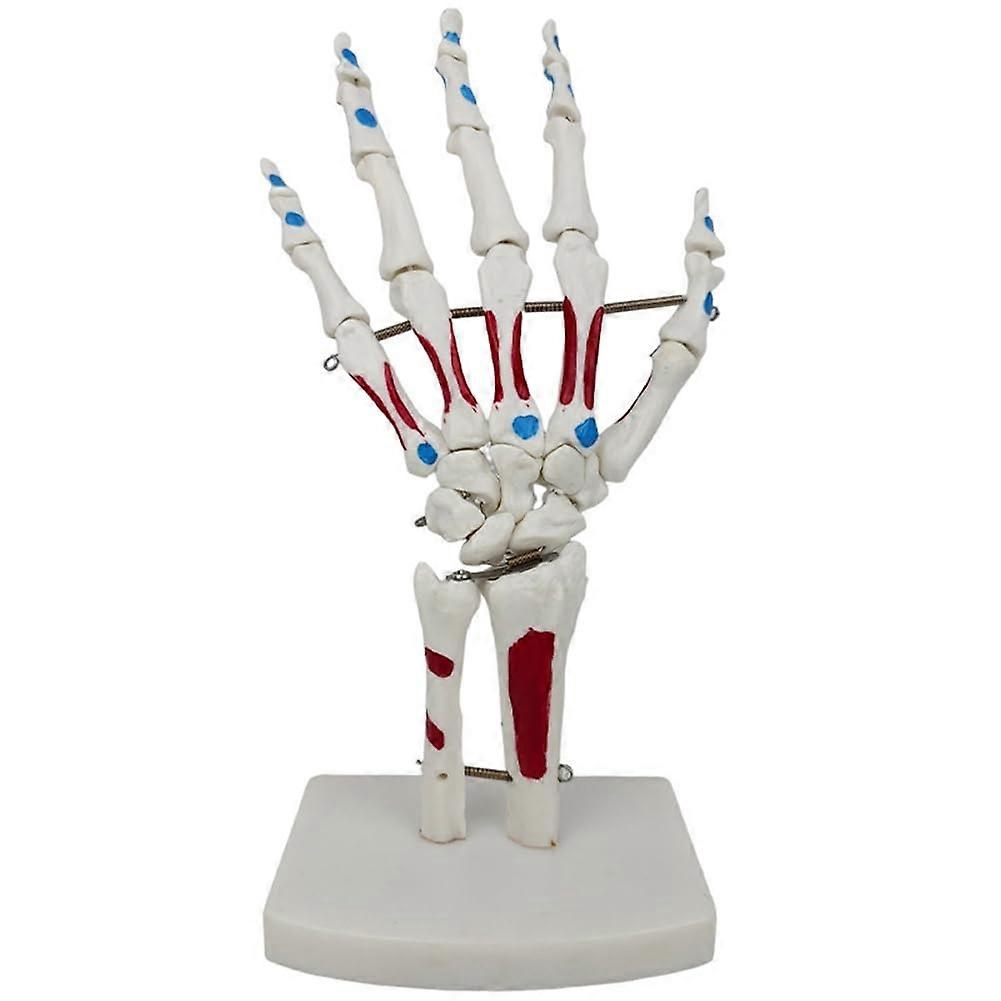 Anatomy Muscle Model with Wrist Joint, Ulna, and Detachable Hand Bones for Educational Use