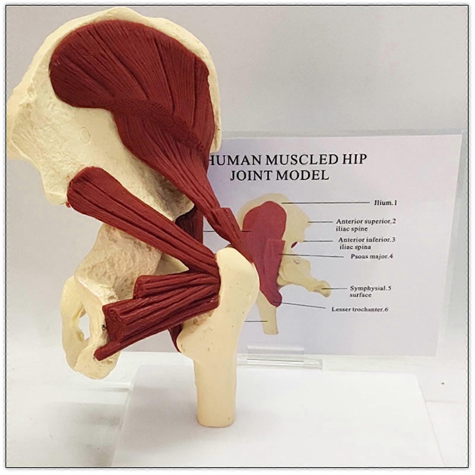 Hip, Model Set for Hip, Shoulder, Knee, and Elbow Joints, Anatomical Set for Muscle Joints for Medical Teaching Aids in Doctor's Practice