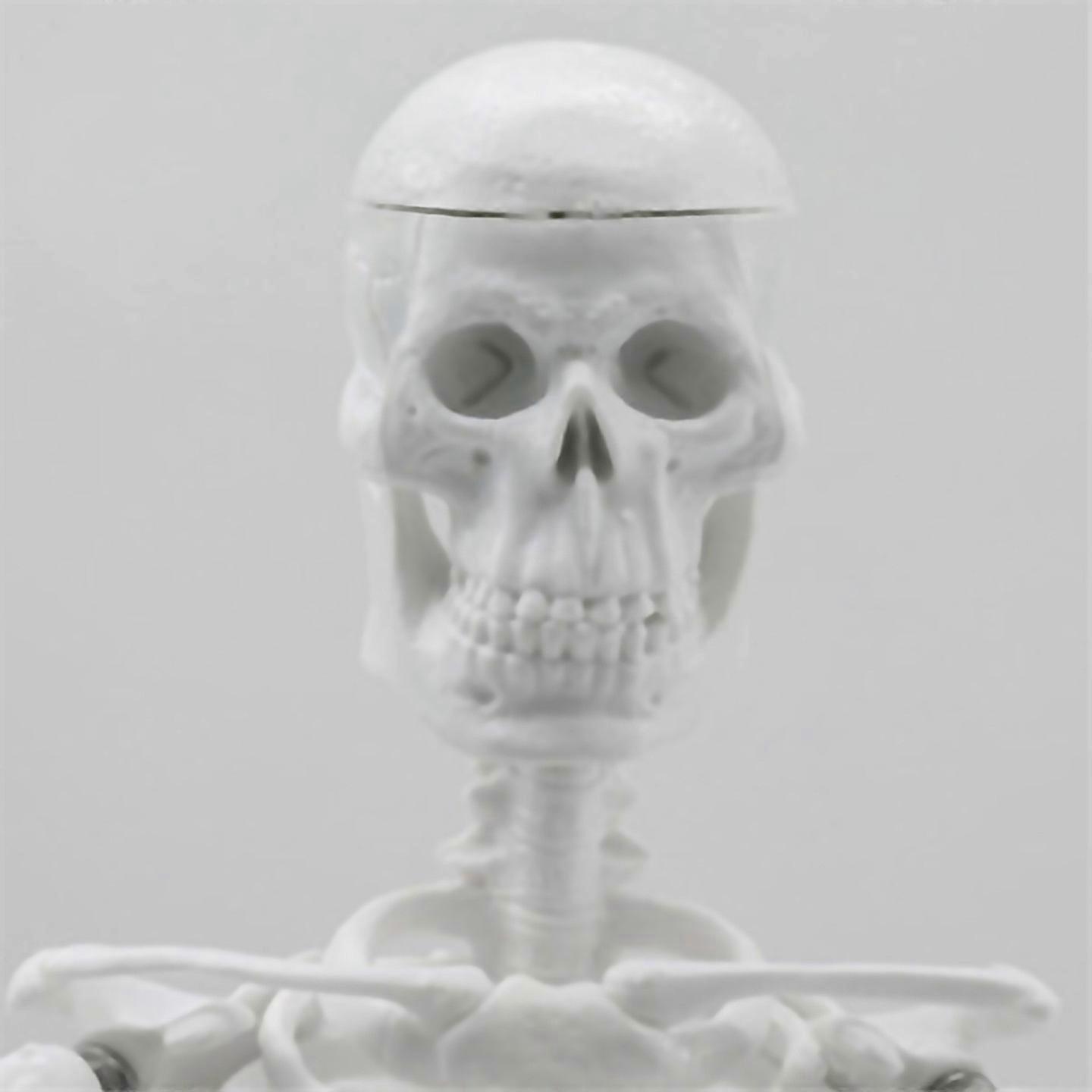 For Human Body Skeleton Eyeball Half Size Skull With Brain Model