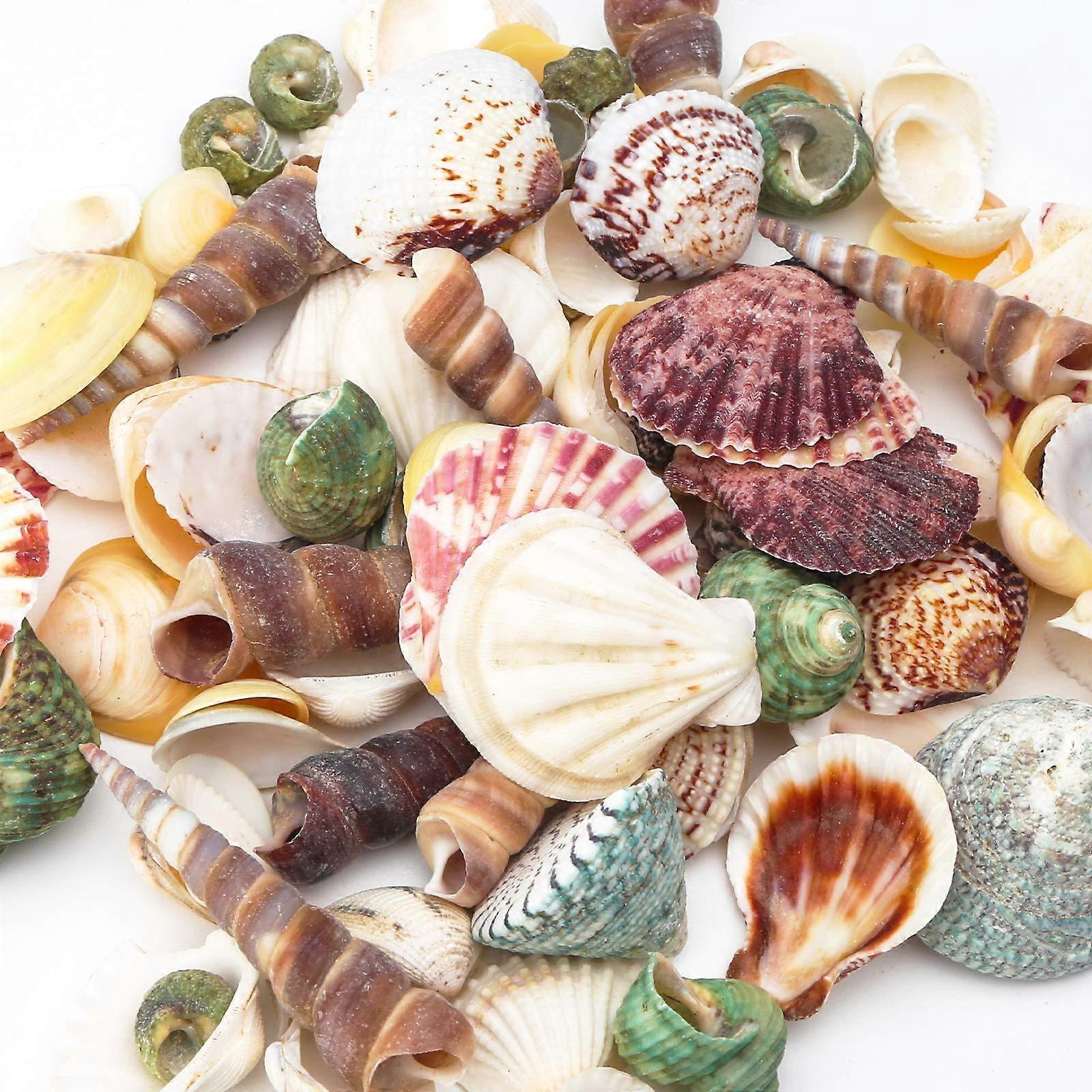 Sea Shell Set, 50-70 PCS Assorted Natural Shells for Crafting Vase Fillers Party Home Seaside Decorations