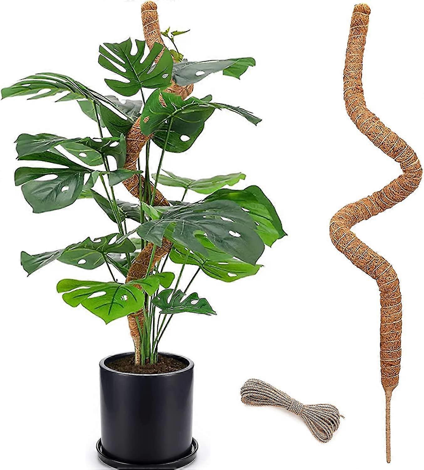 variegated philodendron micans Philodendron Micans Albo/Pink Variegated (wk13-C) main image 0