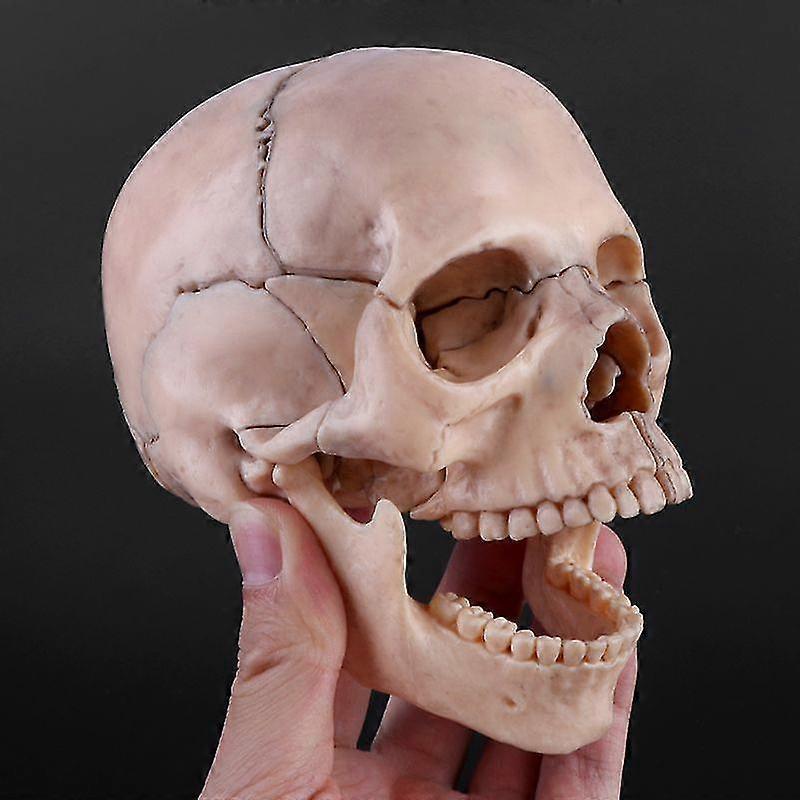 15 جهاز كمبيوتر شخصى / مجموعة 4D تفكيك الجمجمة نموذج تشريحي أداة التدريس الطبية القابلة للفصل