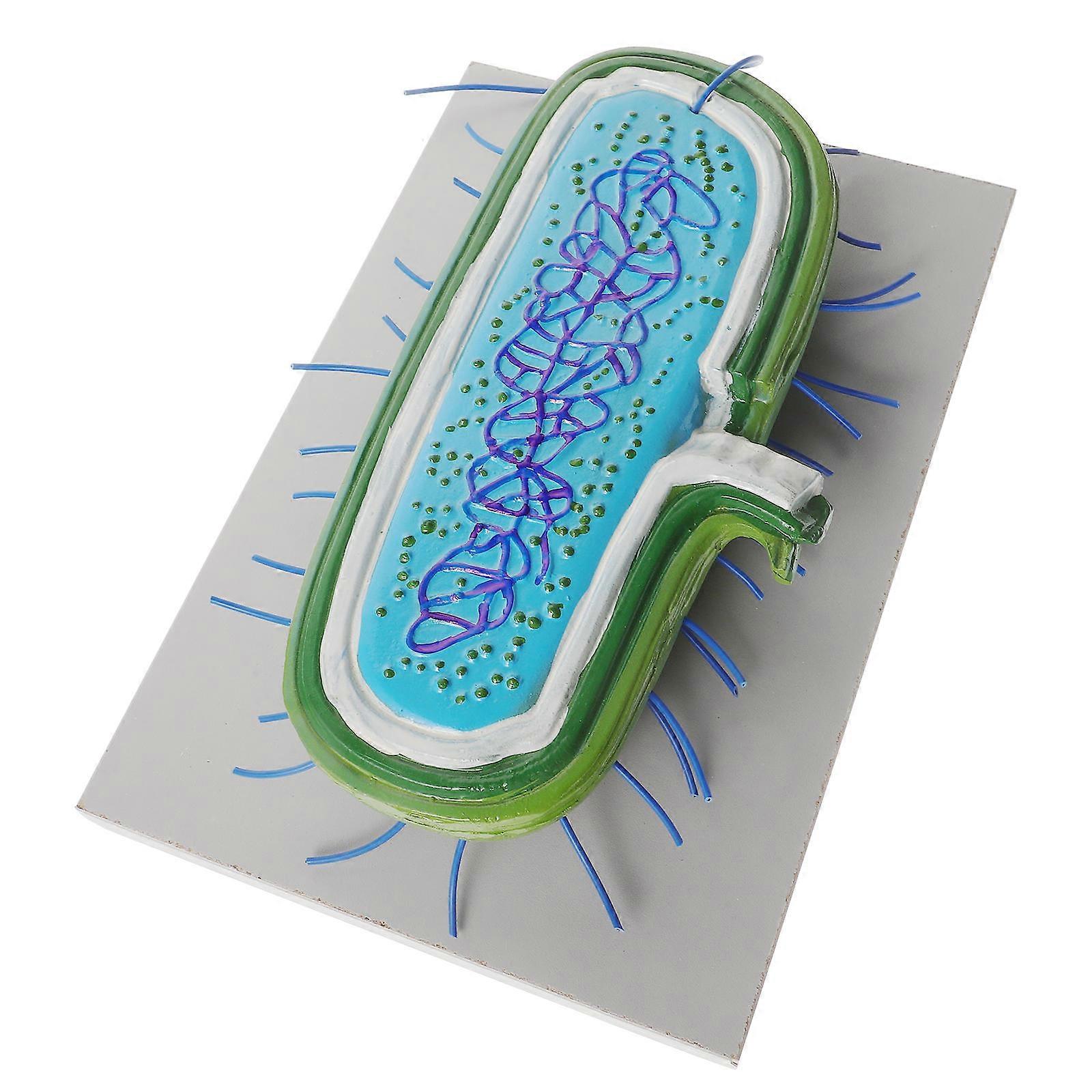 Detailed Microbiological Demonstration Model For Researchers Assorted Color 12×8.3×2.8in 1Pack