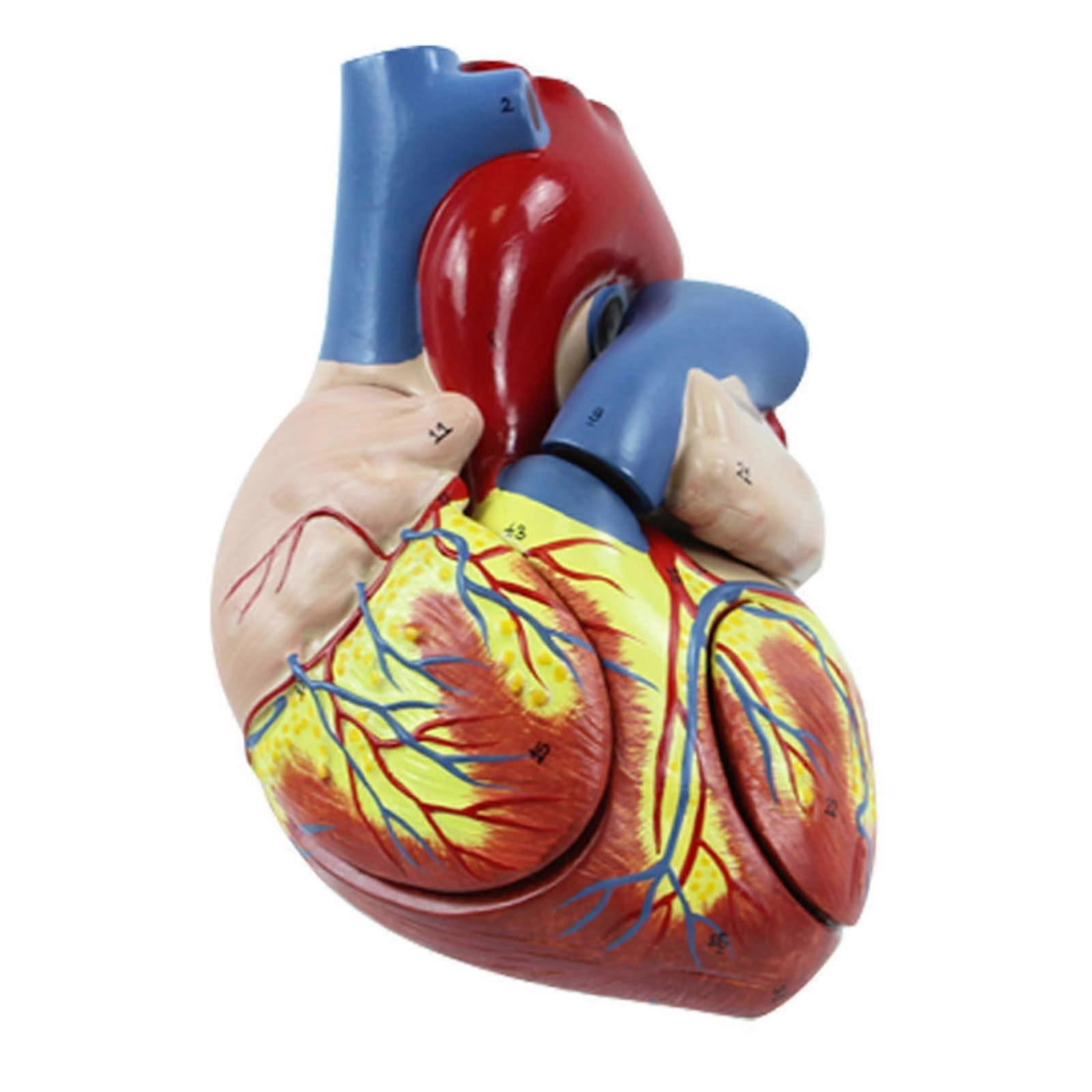 Life Size Human Heart Model with ColorCoded Anatomy and Removable Sections for Medical Study