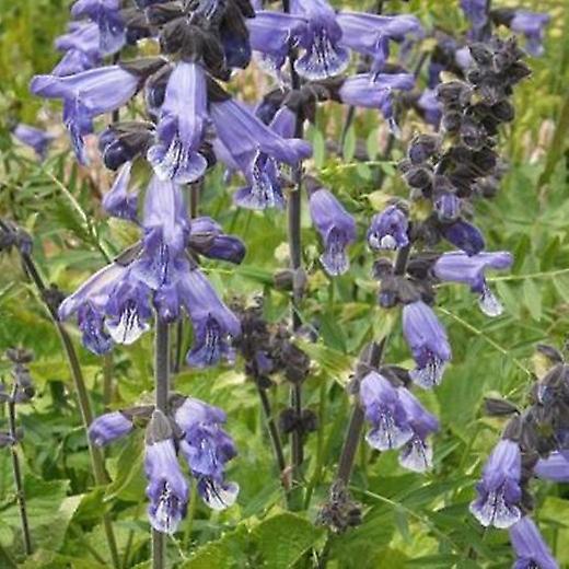 Sálvia Hians. Sábio do Himalaia.