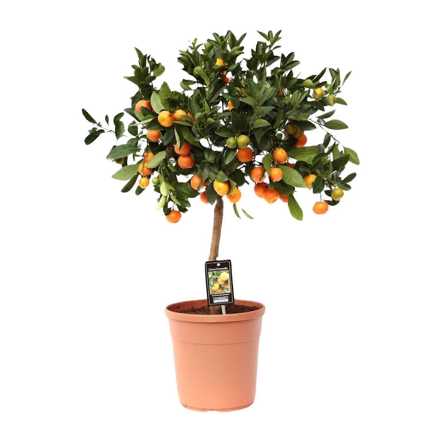 Citrus Calamondin - 70-80cm - Ø22cm