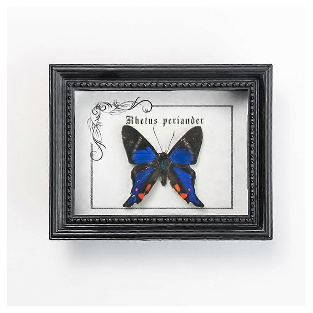 Real Insects Fridge Magnets Shadow Box with Framed Butterfly for Home and Office Decor