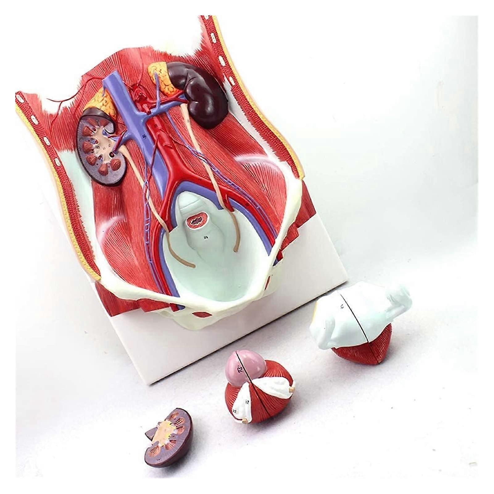 Anatomical Urinary System Model with Detachable Kidney Bladder for Clear Human Anatomy Teaching