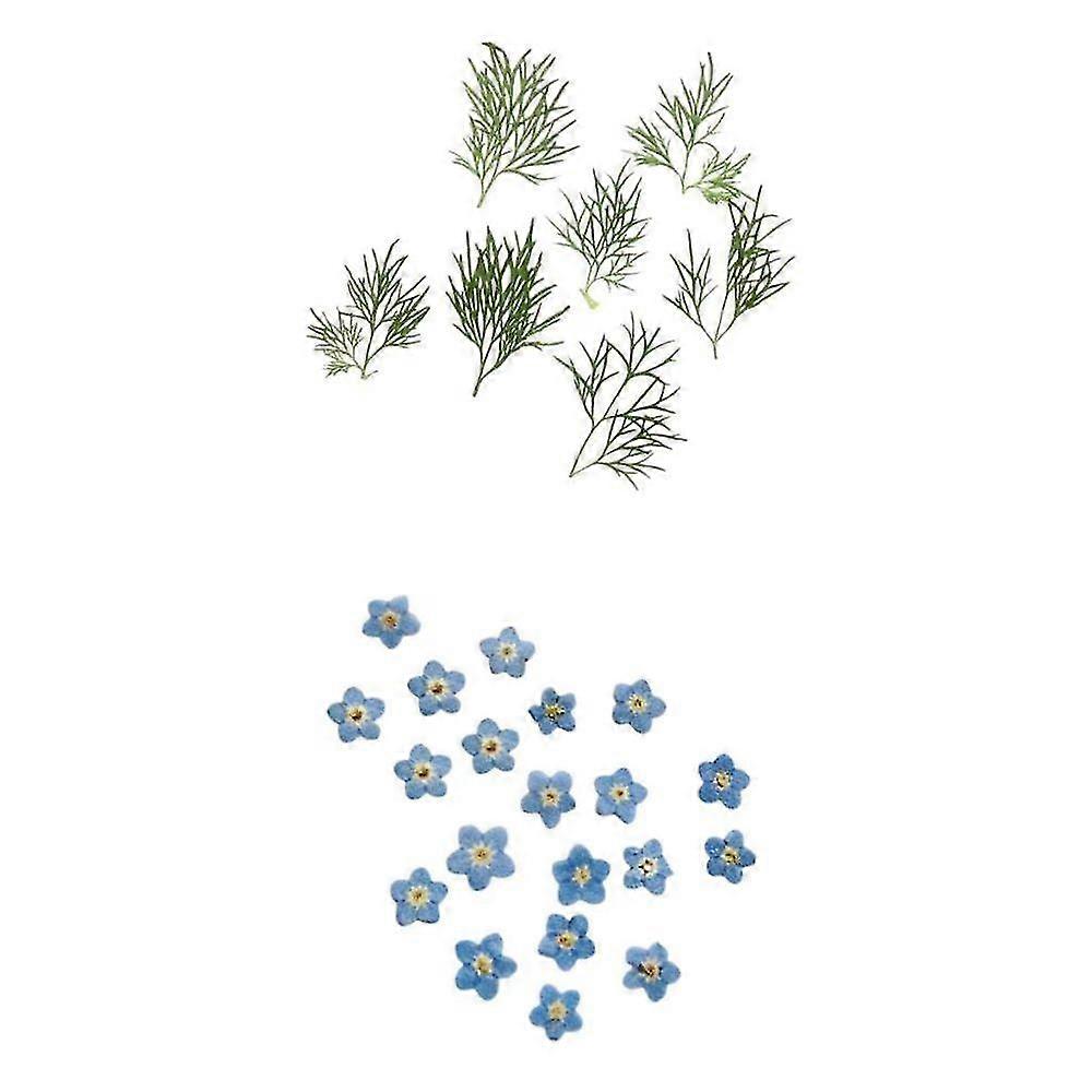 Diy Pressed Dried Flowers