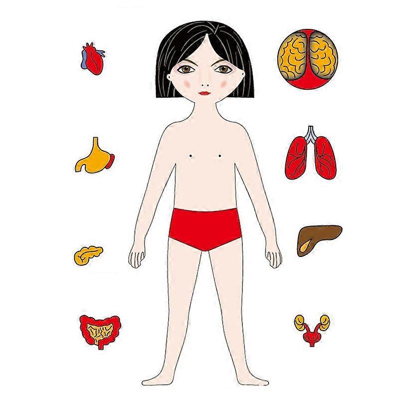 Wooden Puzzle Reusable Smooth Surface Bright Color Human Anatomy Jigsaw Early Education Toys for Daily Entertainment