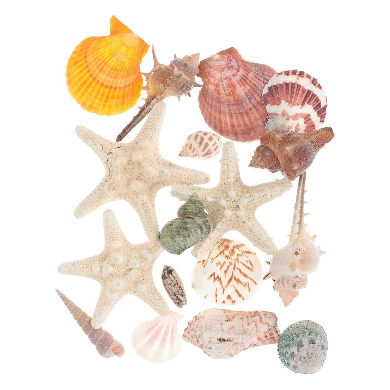 Colorful Conch Charms Diy Crafts Material Natural Shell General Decoration Shape Craft Enthusiasts 1Set
