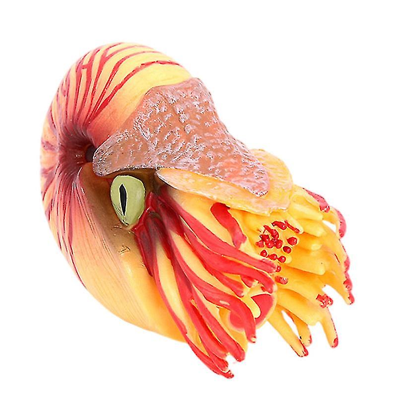 1pcs Simulation Nautilus Model