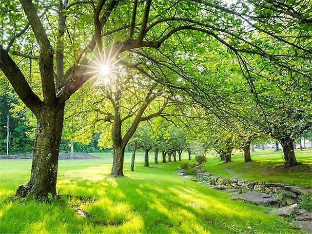 DWW-30 x 40 cm, Tree Border Diamond Painting Diamond Embroidery Painting5D Canvas Painting for Children and Adults, Rhinestone Puzzle Set, Drawing Wal