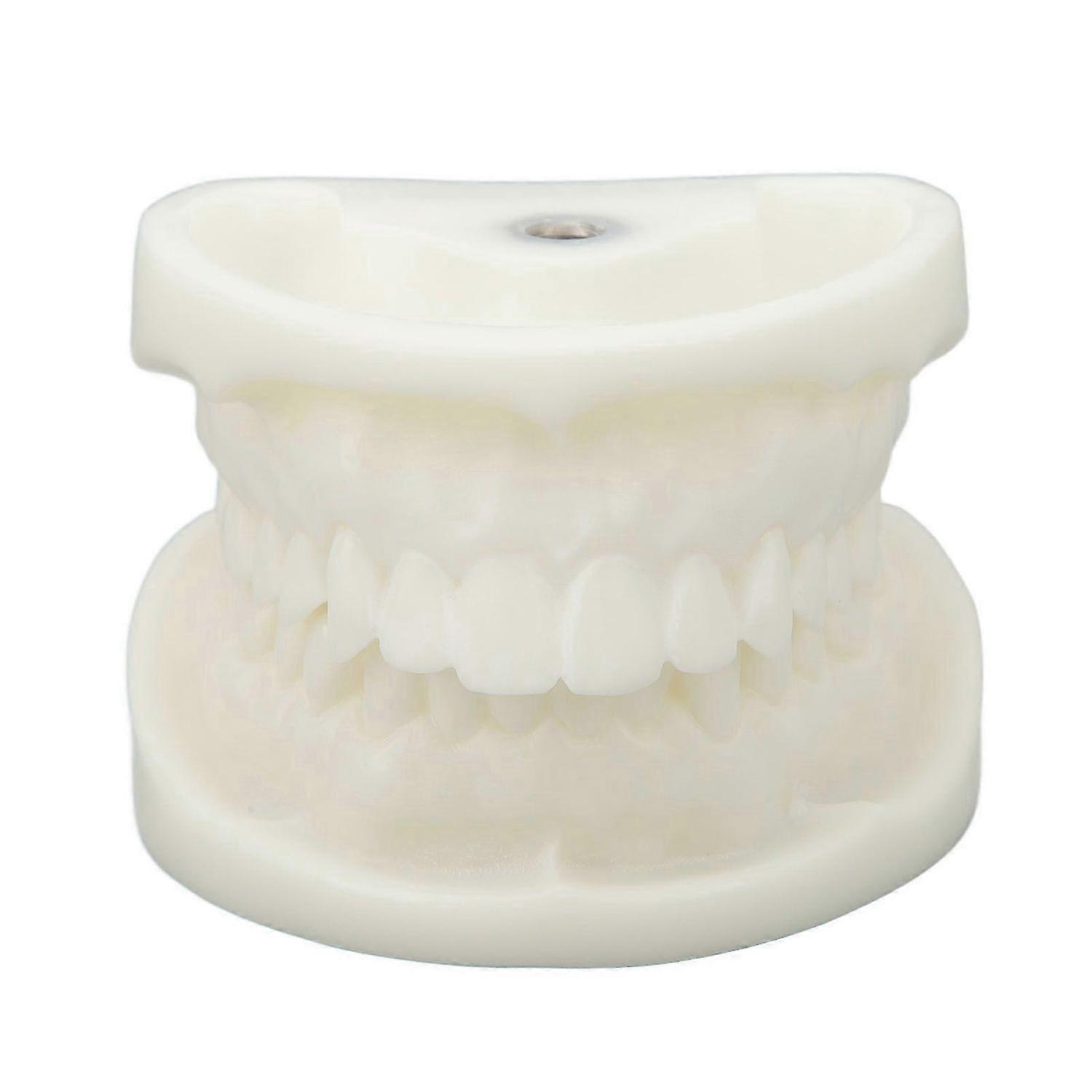 2025 Latest Model Tooth Model Educational Simulation White Corundum Dental Mod...