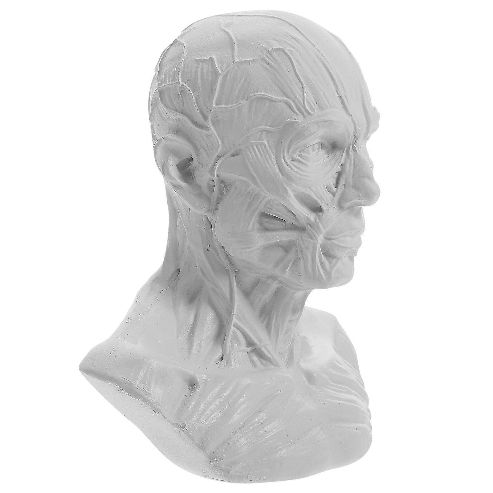 Human Head Model Skull Muscle Statue for Painting Sketch 5Pcs