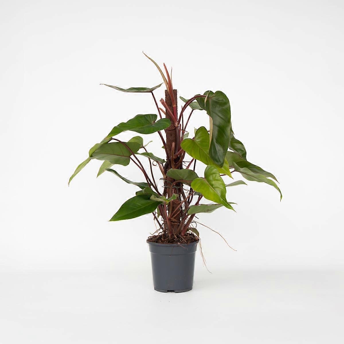 Philodendron 'Red Emerald Kratiste' - 70-80cm - Ø19cm