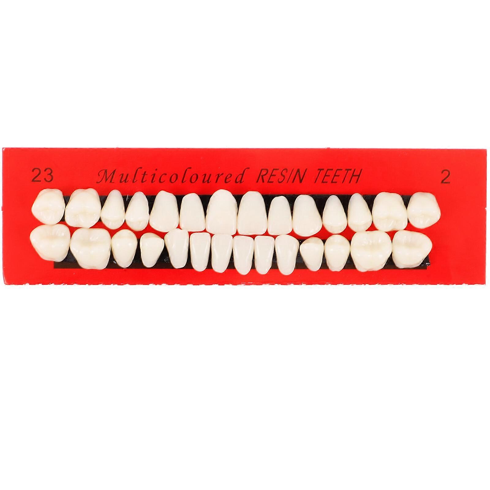 28 pcs Dental Tooth Model Permanent Teeth Model Display Teeth Model Human Teeth Model