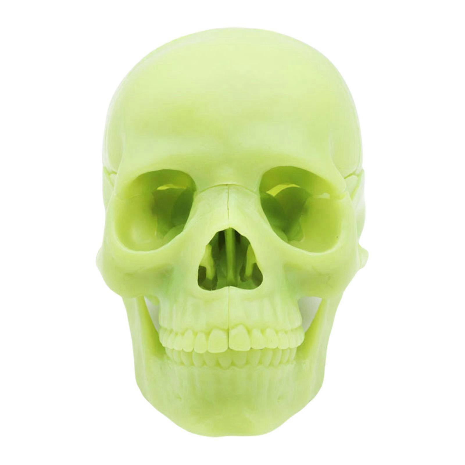 Exploded Skull Model Human Skull Model For DemonstratingAnatomy Skull Model For Studying Medicals Skull Model khaki