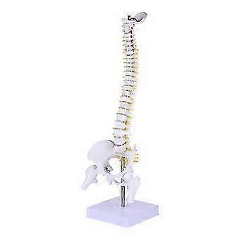 1pc Human Spine Model Human Bone Tailbone Pelvis Model For Training Medical