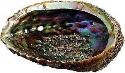 Large Rainbow Abalone Seashell