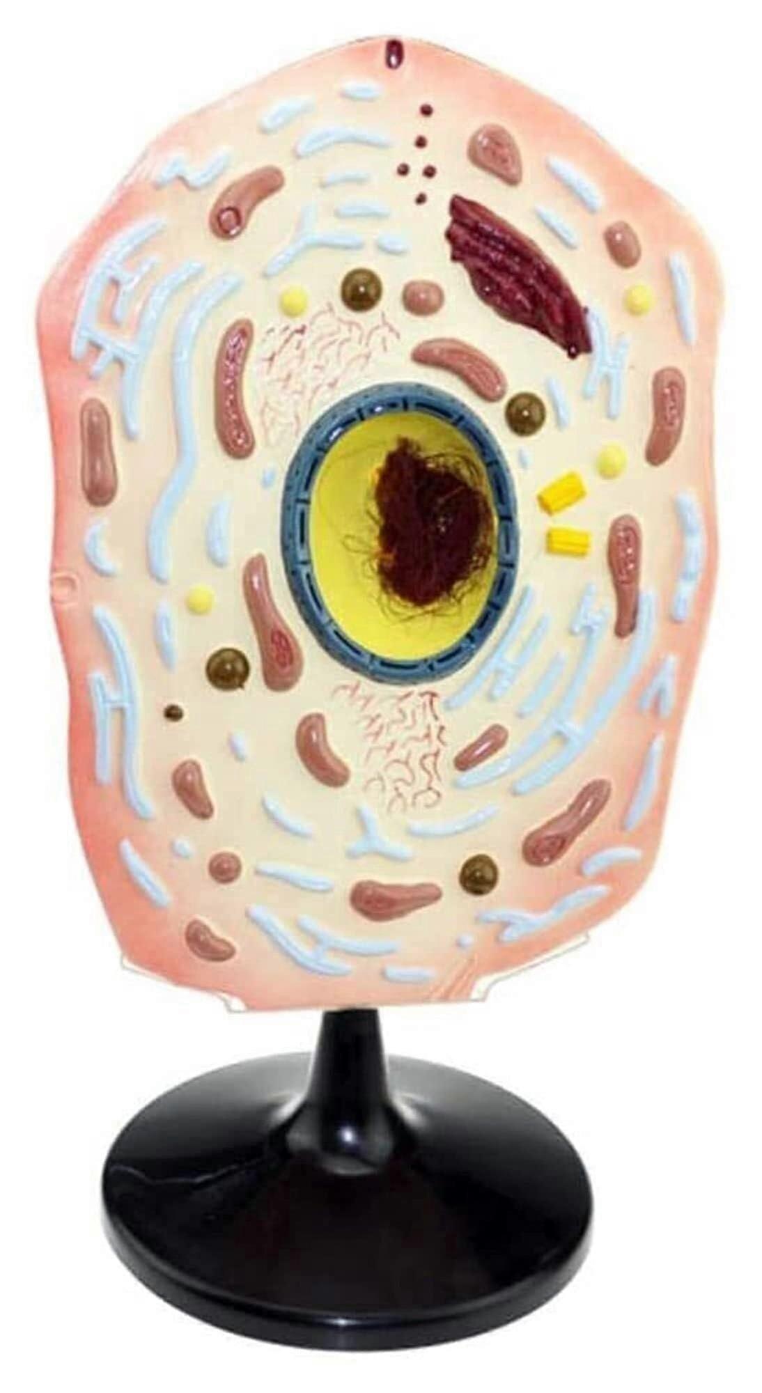 Animal Cell Model with Clear 3D Visualization for Biology Classroom and Anatomy Teaching