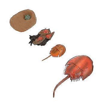 Life Cycle Toy Simulation Ocean Creature Model for Kids 1Set
