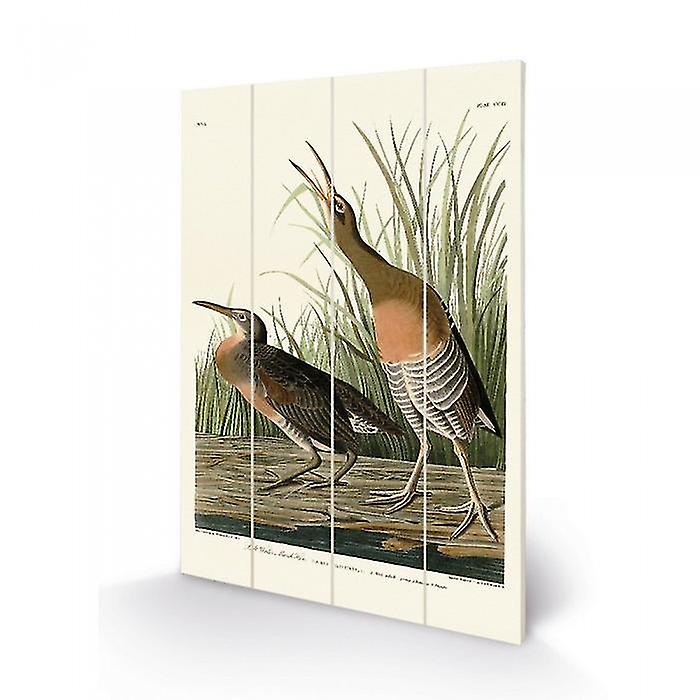John James Audubon Salt Water Marsh Hen Plaque