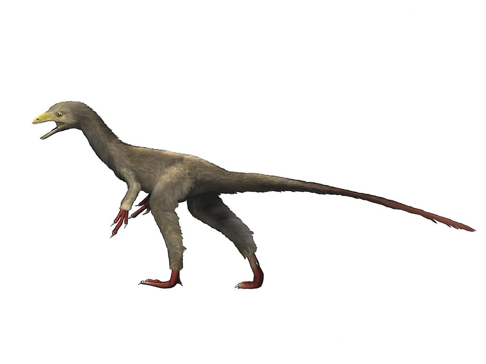 Sinocalliopteryx dinosaur. Poster