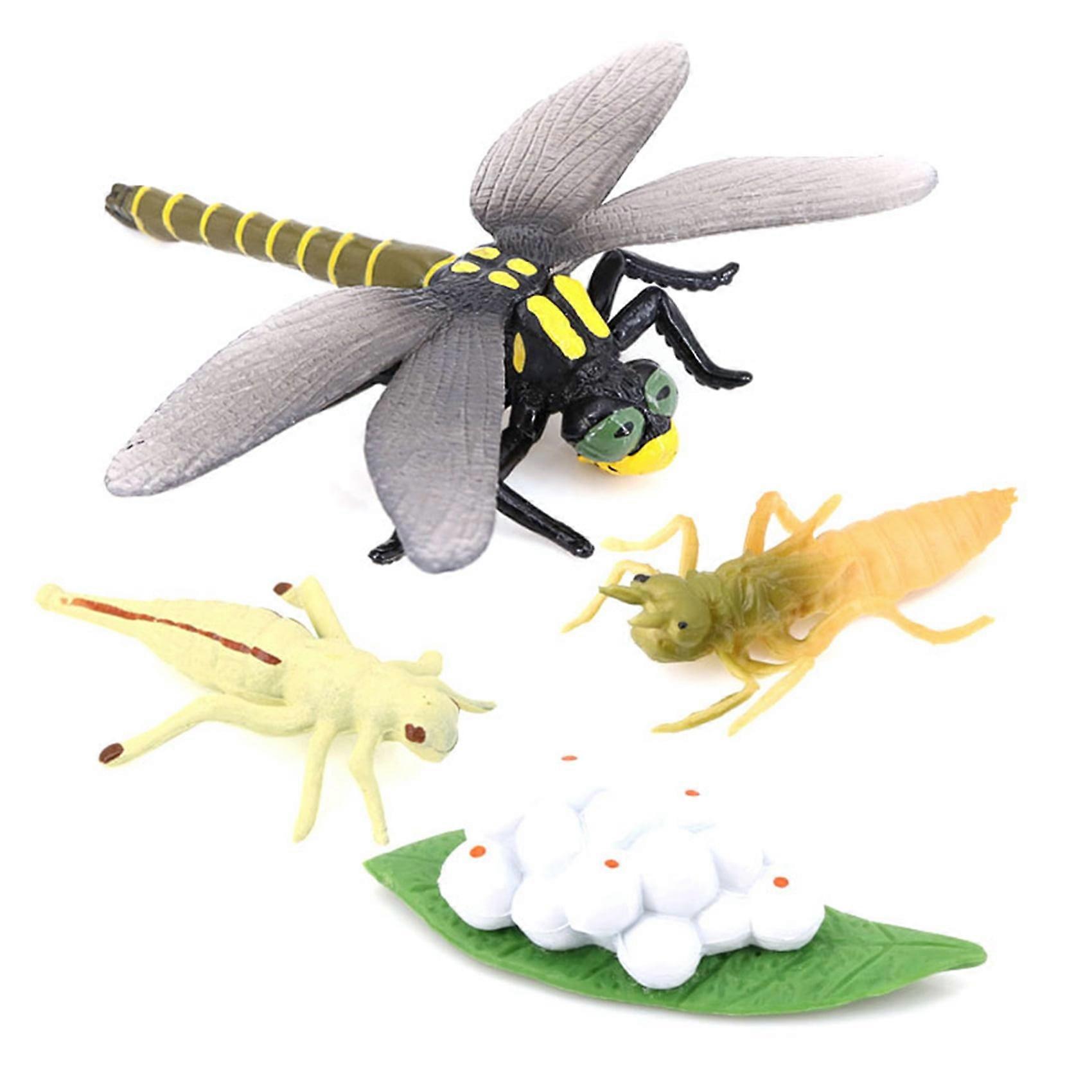 Life Cycle of A Dragonfly Insects Life Cycles Growth Model Children Animal Growth Cycle Science Educational Toys