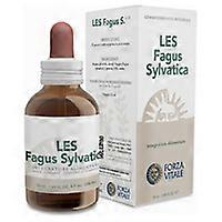 LES Fagus Sylvatica 50 ml