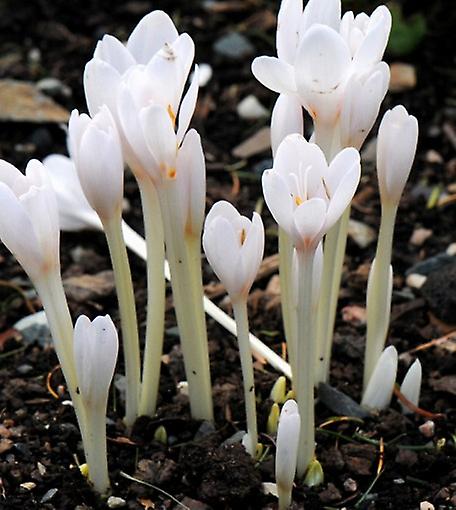 Álbum de Colchicum Autumnale.