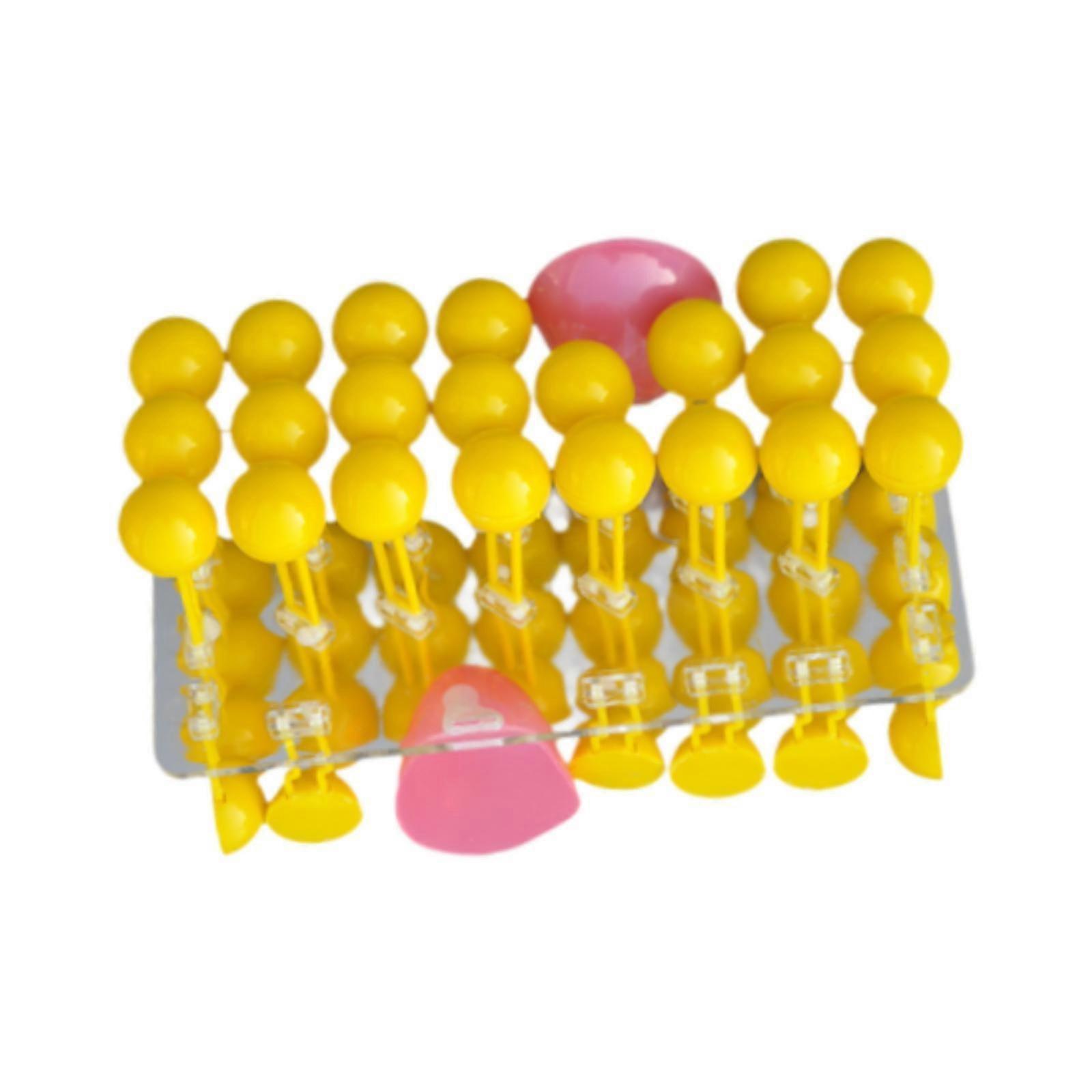 Cell Membrane Structure Model for Teach Teaching Demonstration