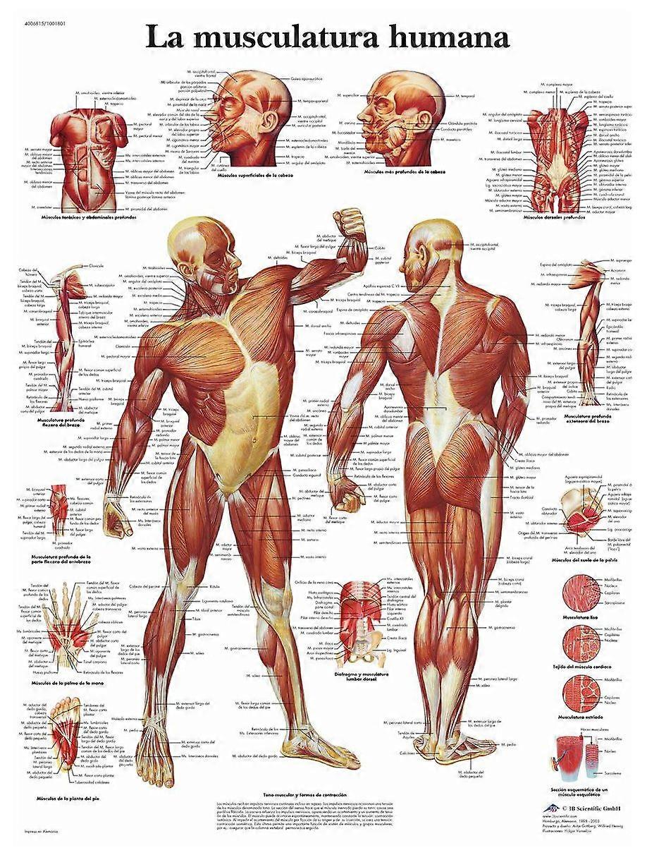 Human Printed on Paper, The Muscles, 1 Laminated