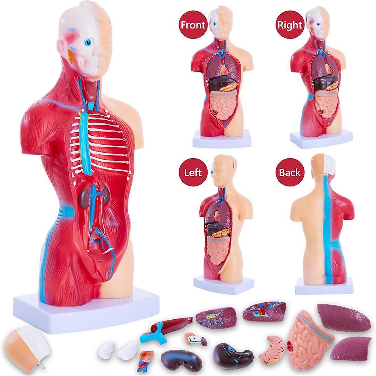 Human Anatomy Study Models - 15-Piece Removable 11-Inch Human Torso
