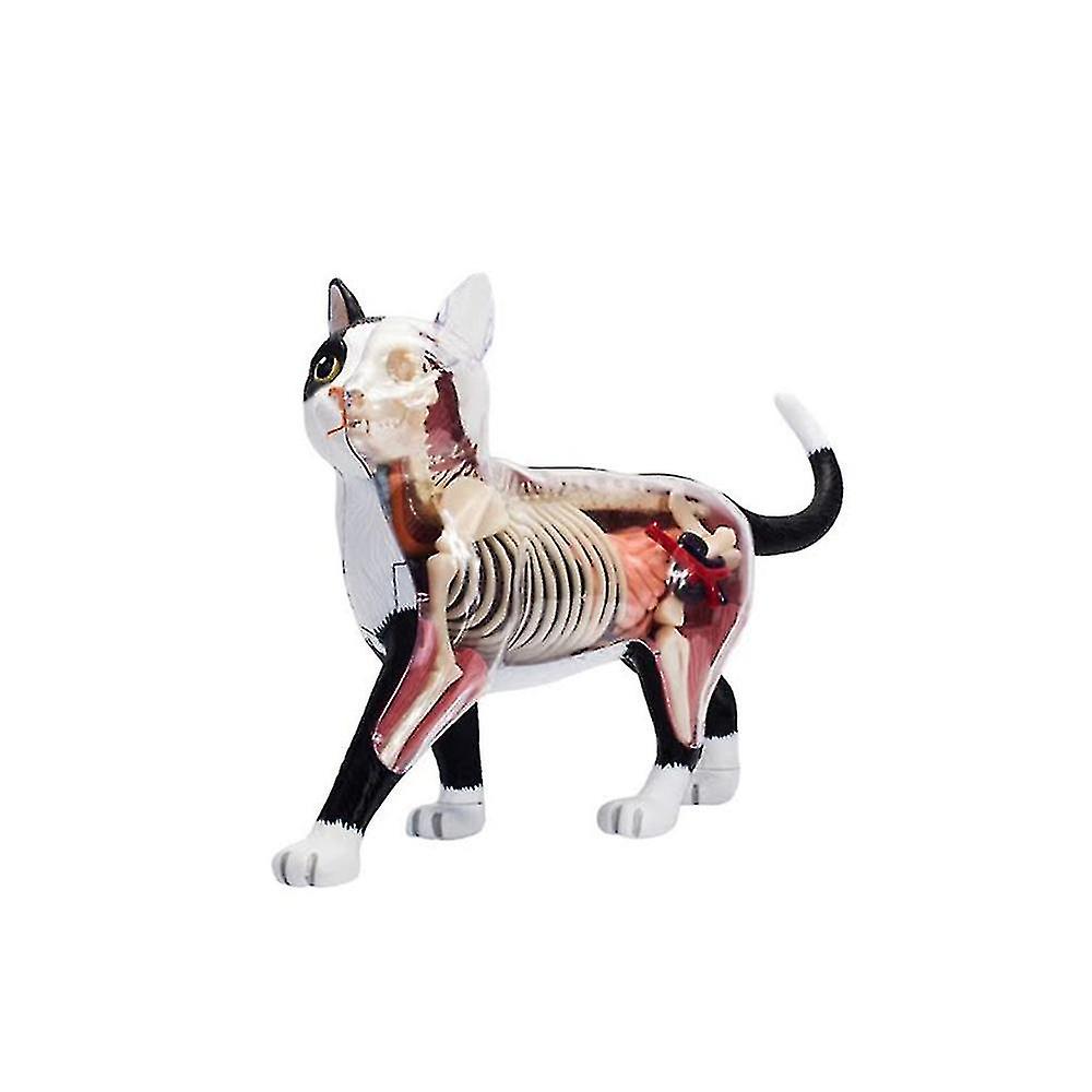 Tierorgananatomie Modell 4d Katze Intelligenz Assembling Spielzeug Lehre Anatomie Modell DIY Popular Sc