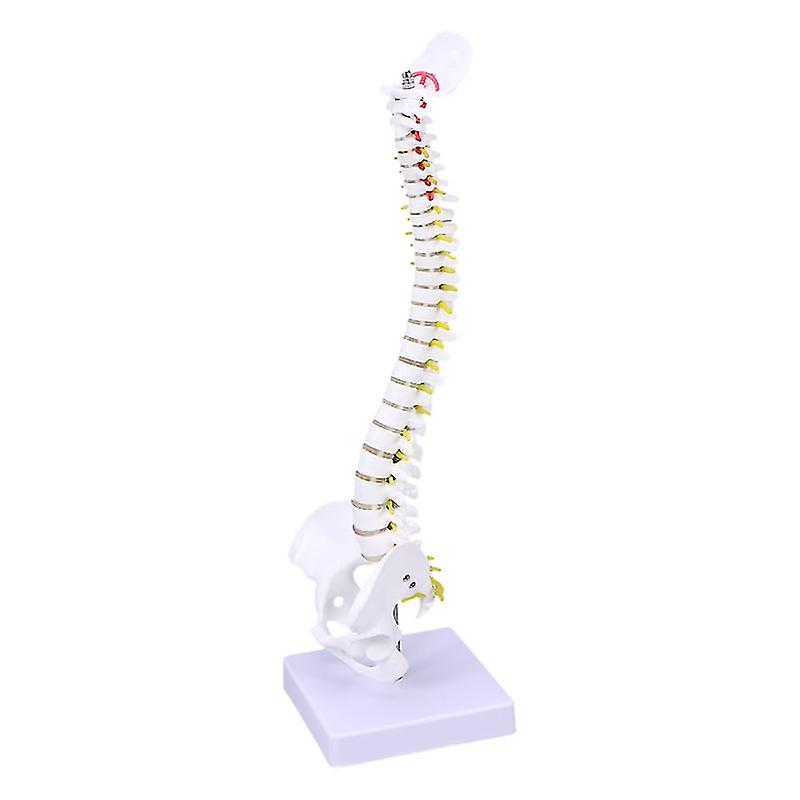 1pcs Spine Model For Student