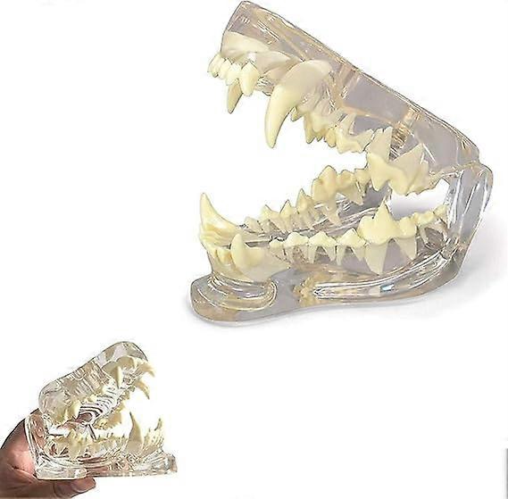 Clear Canine Dental Model, Pathology Medical Dog Teeth Jaw Oral Tooth Model Anatomical Canine Pathology for Veterinary Office Educational Tool.
