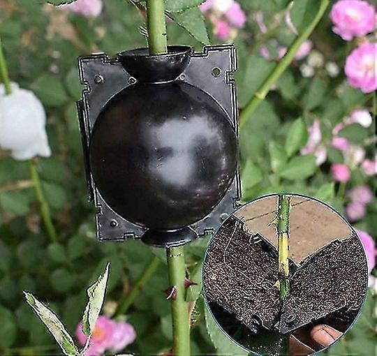 Plant Root Growing Box 10pcs
