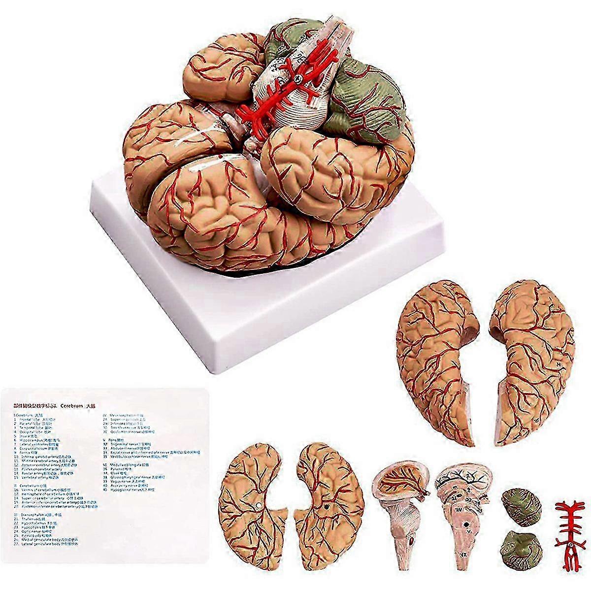 Life Size Human Brain Anatomy Model with Display Base for Science Classroom Study