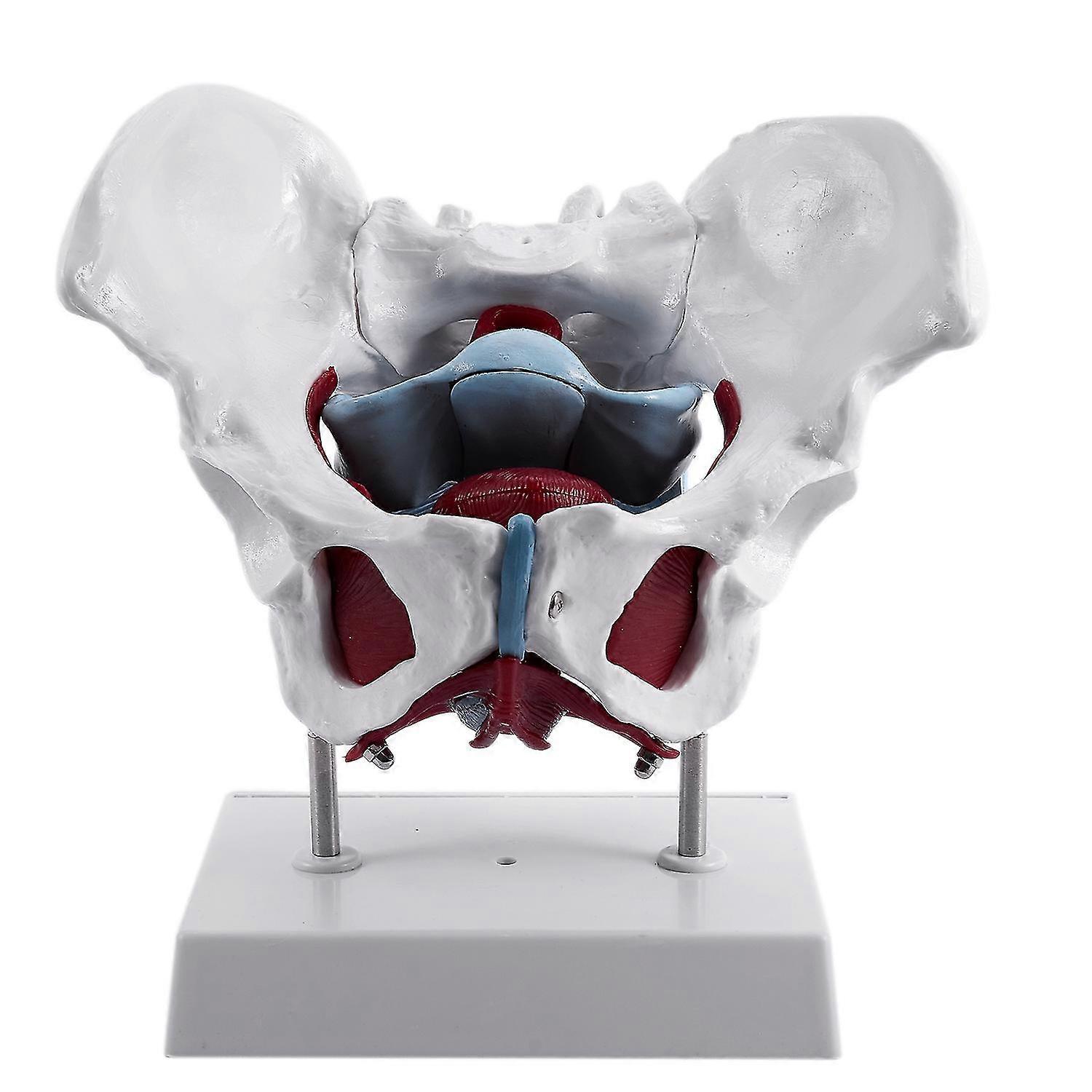 Fe Pelvis And Reproductive S Fe Bladder Pelvic Floor Rehabilitat Anato